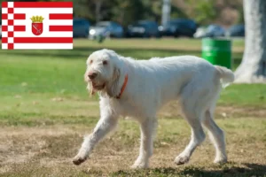 Read more about the article Spinone Italiano opdrættere og hvalpe i Bremen