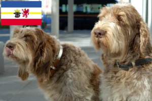 Read more about the article Spinone Italiano opdrættere og hvalpe i Mecklenburg-Vorpommern