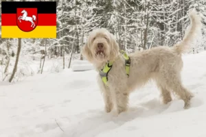 Read more about the article Spinone Italiano opdrættere og hvalpe i Niedersachsen