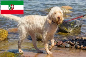 Read more about the article Spinone Italiano opdrættere og hvalpe i Nordrhein-Westfalen