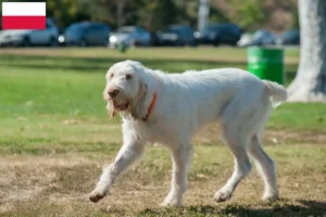 Read more about the article Spinone Italiano opdrættere og hvalpe i Polen