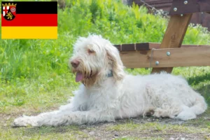 Read more about the article Spinone Italiano opdrættere og hvalpe i Rheinland-Pfalz