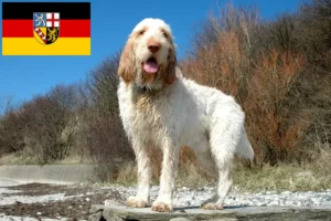 Read more about the article Spinone Italiano opdrættere og hvalpe i Saarland
