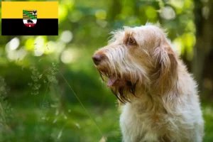 Read more about the article Spinone Italiano opdrættere og hvalpe i Sachsen-Anhalt