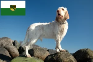 Read more about the article Spinone Italiano opdrættere og hvalpe i Sachsen