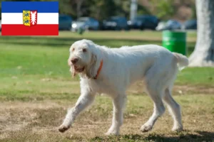 Read more about the article Spinone Italiano opdrættere og hvalpe i Slesvig-Holsten