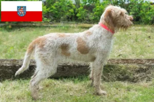 Read more about the article Spinone Italiano opdrættere og hvalpe i Thüringen