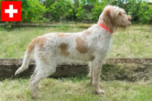 Read more about the article Spinone Italiano opdrættere og hvalpe i Schweiz