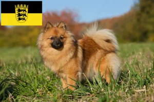 Read more about the article Spitz-opdrættere og hvalpe i Baden-Württemberg