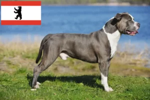 Read more about the article Staffordshire Bull Terrier opdrættere og hvalpe i Berlin
