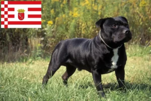 Read more about the article Staffordshire Bull Terrier opdrættere og hvalpe i Bremen