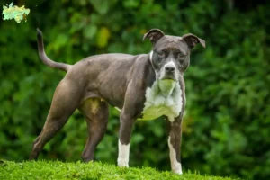Read more about the article Staffordshire Bull Terrier opdrættere og hvalpe i Midtjylland
