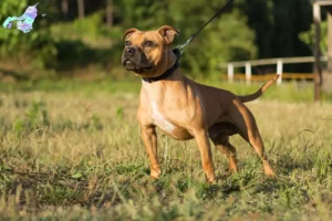 Read more about the article Staffordshire Bull Terrier opdrættere og hvalpe i Nordjylland