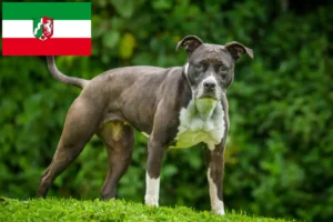 Read more about the article Staffordshire Bull Terrier opdrættere og hvalpe i Nordrhein-Westfalen