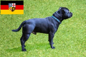 Read more about the article Staffordshire Bull Terrier opdrættere og hvalpe i Saarland