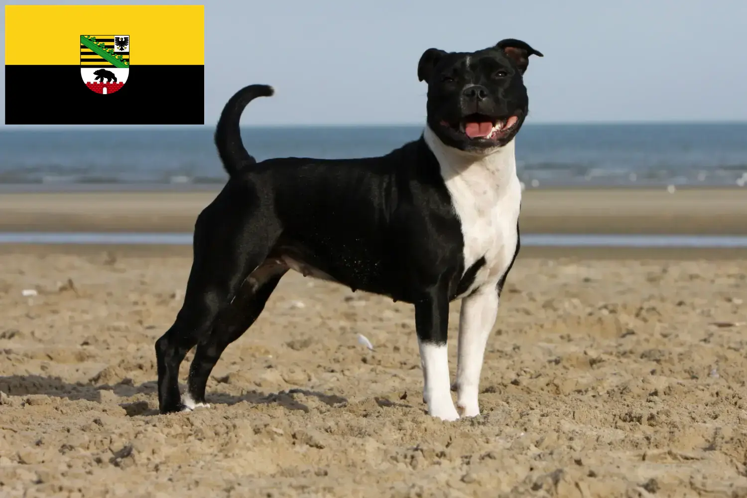 Read more about the article Staffordshire Bull Terrier opdrættere og hvalpe i Sachsen-Anhalt