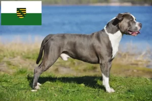 Read more about the article Staffordshire Bull Terrier opdrættere og hvalpe i Sachsen