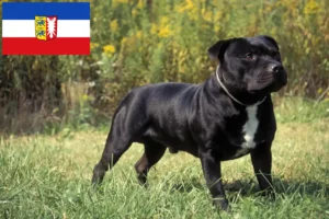 Read more about the article Staffordshire Bull Terrier opdrættere og hvalpe i Schleswig-Holstein