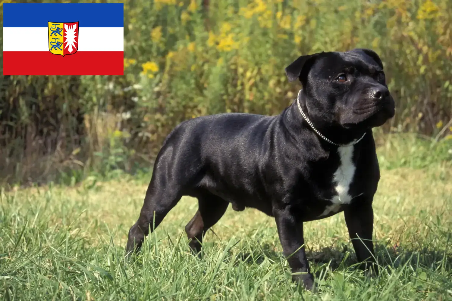 Read more about the article Staffordshire Bull Terrier opdrættere og hvalpe i Schleswig-Holstein
