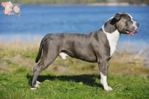 Read more about the article Staffordshire Bull Terrier opdrættere og hvalpe i Syddanmark