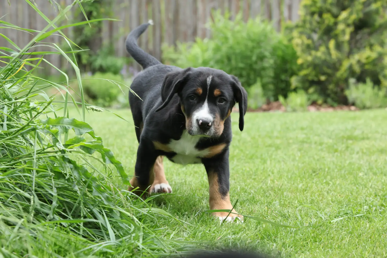 At købe en Greater Swiss Mountain Dog-hvalp betyder at tage ansvar! Køb større schweiziske bjerghundehvalpe.
