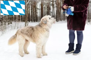 Read more about the article Sydrussisk Ovtcharka-opdrætter og hvalpe i Bayern