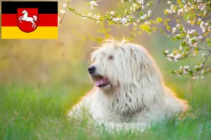Read more about the article Sydrussisk Ovtcharka-opdrætter og hvalpe i Niedersachsen