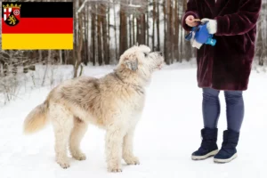 Read more about the article Sydrussisk Ovtcharka-opdrætter og hvalpe i Rheinland-Pfalz