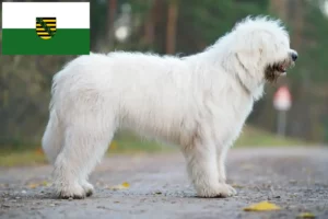 Read more about the article Sydrussisk Ovtcharka-opdrætter og hvalpe i Sachsen