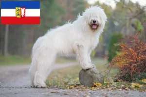 Read more about the article Sydrussisk Ovtcharka-opdrætter og hvalpe i Slesvig-Holsten