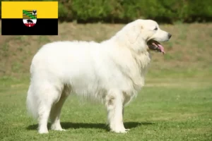 Read more about the article Tatra fårehundeopdrættere og hvalpe i Sachsen-Anhalt