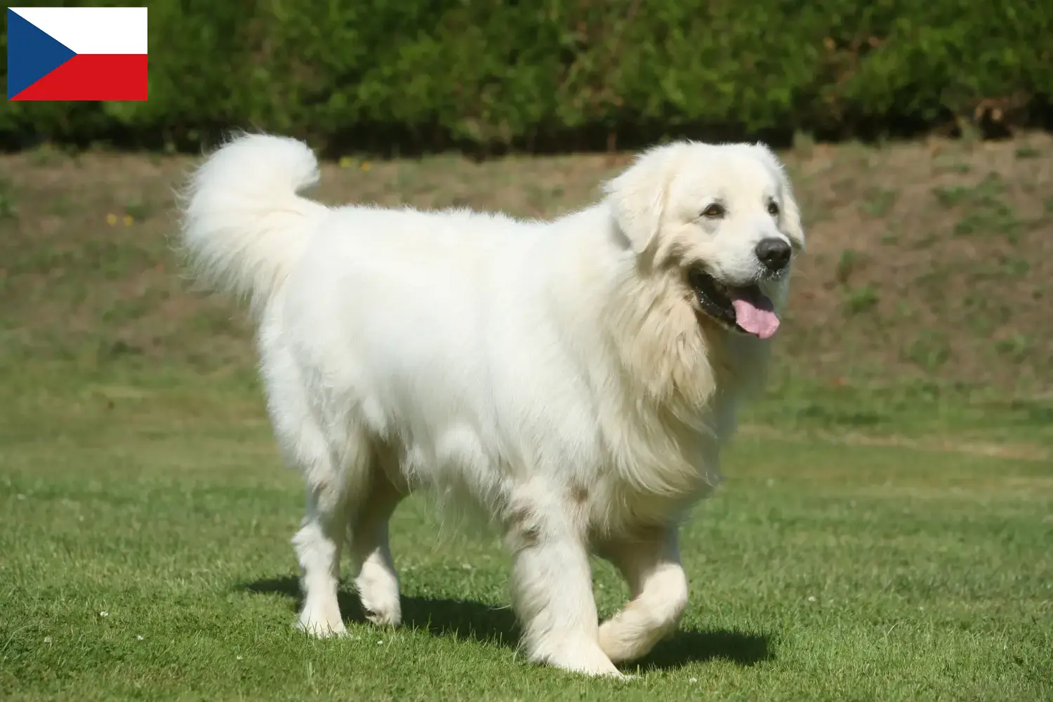 Tatra Sheepdog hvalpe og opdrættere Tjekkiet Her kan du finde Tatra Sheepdog-opdrættere i Tjekkiet.