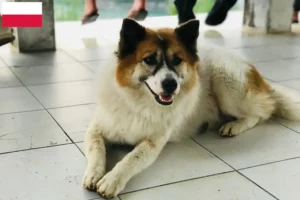 Read more about the article Thai Bangkaew hundeopdrætter og hvalpe i Polen