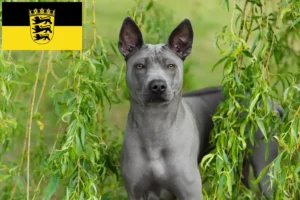 Read more about the article Thai Ridgeback opdrættere og hvalpe i Baden-Württemberg