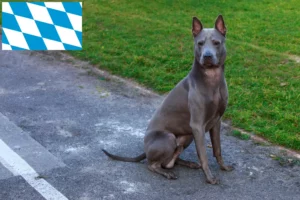 Read more about the article Thai Ridgeback opdrættere og hvalpe i Bayern