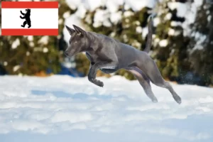 Read more about the article Thai Ridgeback opdrætter og hvalpe i Berlin