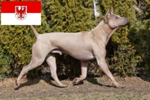 Read more about the article Thai Ridgeback opdrættere og hvalpe i Brandenburg