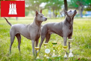 Read more about the article Thai Ridgeback opdrætter og hvalpe i Hamborg