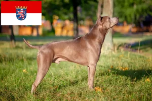 Read more about the article Thai Ridgeback opdrættere og hvalpe i Hessen