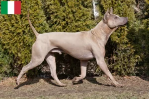 Read more about the article Thai Ridgeback opdrættere og hvalpe i Italien
