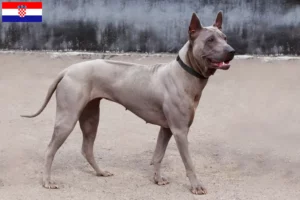 Read more about the article Thai Ridgeback opdrættere og hvalpe i Kroatien