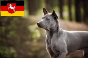 Read more about the article Thai Ridgeback opdrættere og hvalpe i Niedersachsen