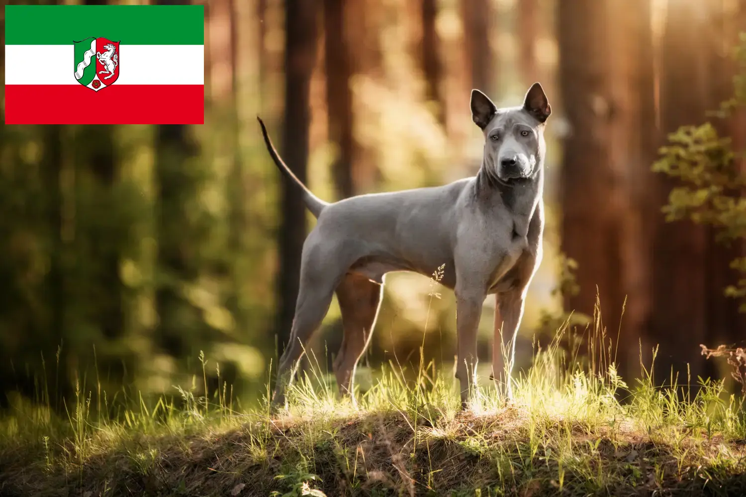 Thai Ridgeback hvalpe og opdrættere Nordrhein-Westfalen Her kan du finde thailandske Ridgeback-opdrættere i Nordrhein-Westfalen.