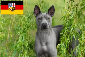 Read more about the article Thai Ridgeback opdrættere og hvalpe i Saarland