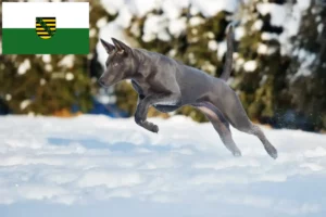 Read more about the article Thai Ridgeback opdrættere og hvalpe i Sachsen