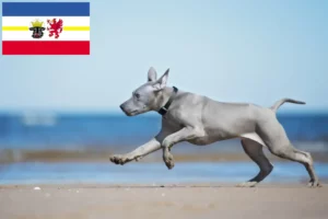 Read more about the article Thai Ridgeback opdrættere og hvalpe i Mecklenburg-Vorpommern