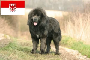 Read more about the article Tibetansk hundeopdrætter og hvalpe i Brandenburg