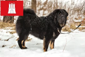 Read more about the article Tibetansk hundeopdrætter og hvalpe i Hamborg