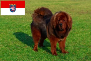 Read more about the article Tibetansk hundeopdrætter og hvalpe i Hessen