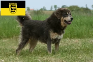 Read more about the article Tibetansk hundeopdrætter og hvalpe i Baden-Württemberg